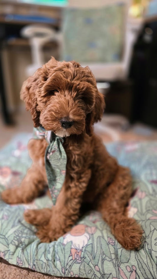 Hidden in Leevees Bandana