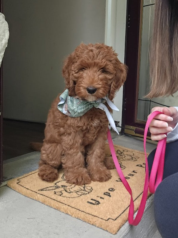 Wipe Your Paws Door Mat
